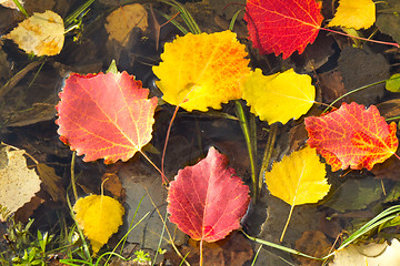 Image showing Fallen from the trees, the leaves on the surface of the water in