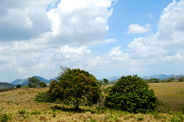 Image showing Trees in green nature