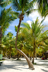 Image showing Palms at Saona Island