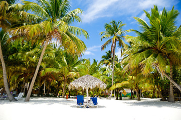 Image showing Paradise beach with palms and sunbeds