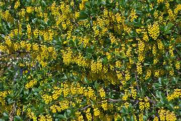 Image showing Yellow flowering.