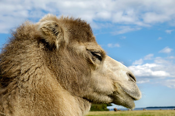 Image showing Camel face