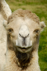 Image showing Camel face