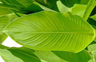 Image showing Leaf