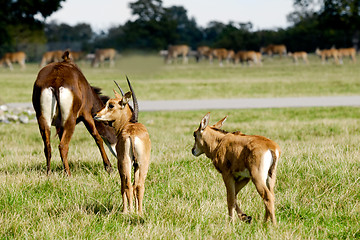 Image showing Antelopes are standing on green grass