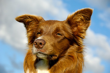 Image showing Border Collie dog