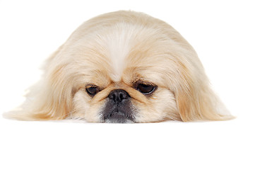 Image showing Face of a sad pekingese dog