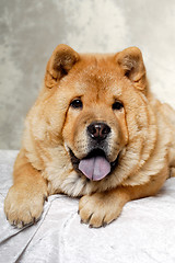 Image showing Chow dog resting