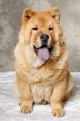 Image showing Chow dog