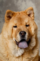 Image showing Face of Chow dog