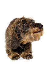 Image showing Dachshund dog on white background