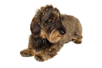 Image showing Dachshund dog on white background