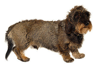 Image showing Dachshund dog on white background