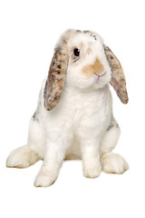 Image showing Rabbit sitting