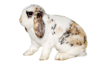 Image showing Rabbit isolated on white background