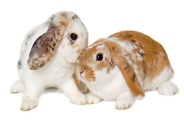 Image showing Two rabbits isolated on a white background