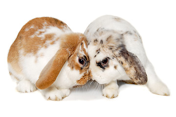 Image showing Two rabbits isolated on a white background