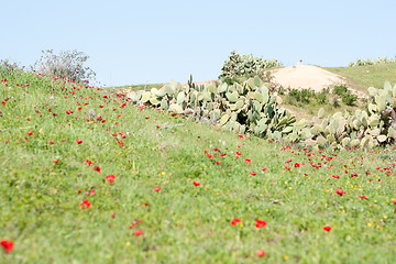 Image showing Spring flowers - red on green