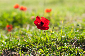 Image showing Spring flowers - red on green