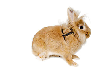 Image showing Rabbit isolated on white background