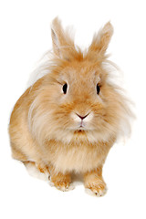 Image showing Rabbit isolated on white background