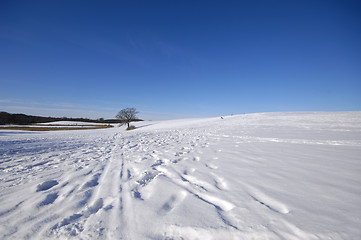 Image showing Tree on hill at winter