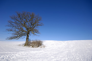 Image showing Tree on hill at winter