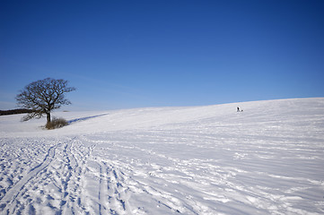 Image showing Tree on hill at winter