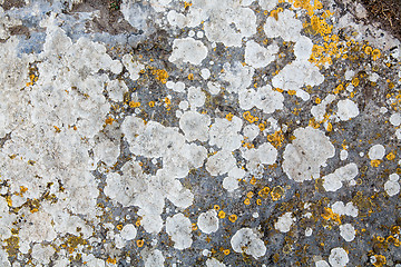 Image showing texture of stone covered with mold