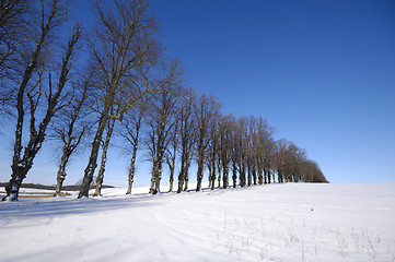 Image showing Trees on hill at winter