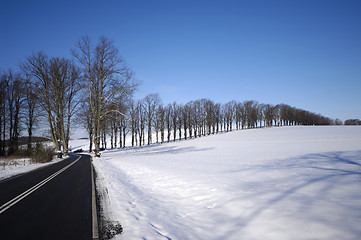 Image showing Trees on hill at winter