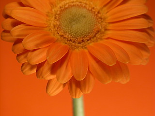 Image showing gerbera