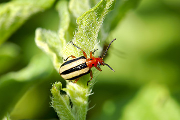 Image showing Three Lined Potato Beetle