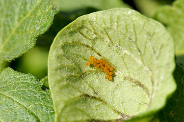 Image showing Potato Beetle Egg Cluster