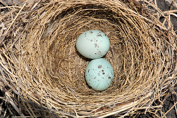 Image showing Bird Nest and Blue Eggs