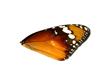 Image showing Monarch Wing