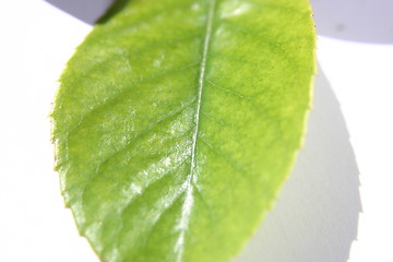 Image showing leaf