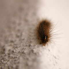 Image showing caterpillar