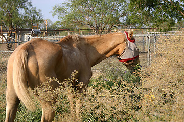 Image showing Hungry Horse