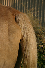 Image showing Horse Rear