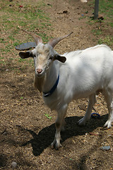 Image showing Billy Goat