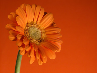 Image showing gerbera