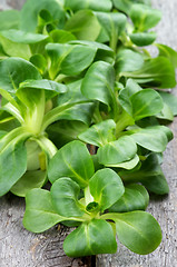 Image showing Corn Salad Leaves