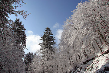 Image showing Winter landscape trees under snow