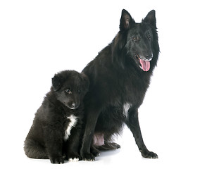 Image showing puppy and adult groenendael