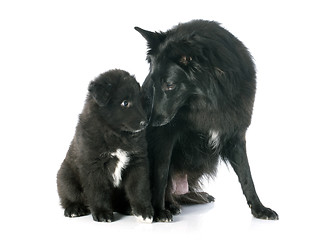 Image showing puppy and adult groenendael