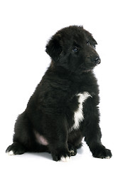 Image showing puppy groenendael