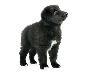 Image showing puppy groenendael