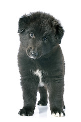 Image showing puppy groenendael