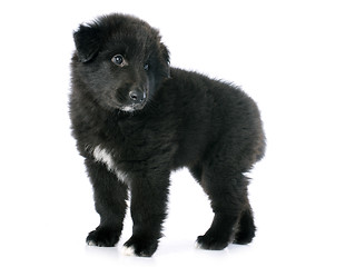 Image showing puppy groenendael